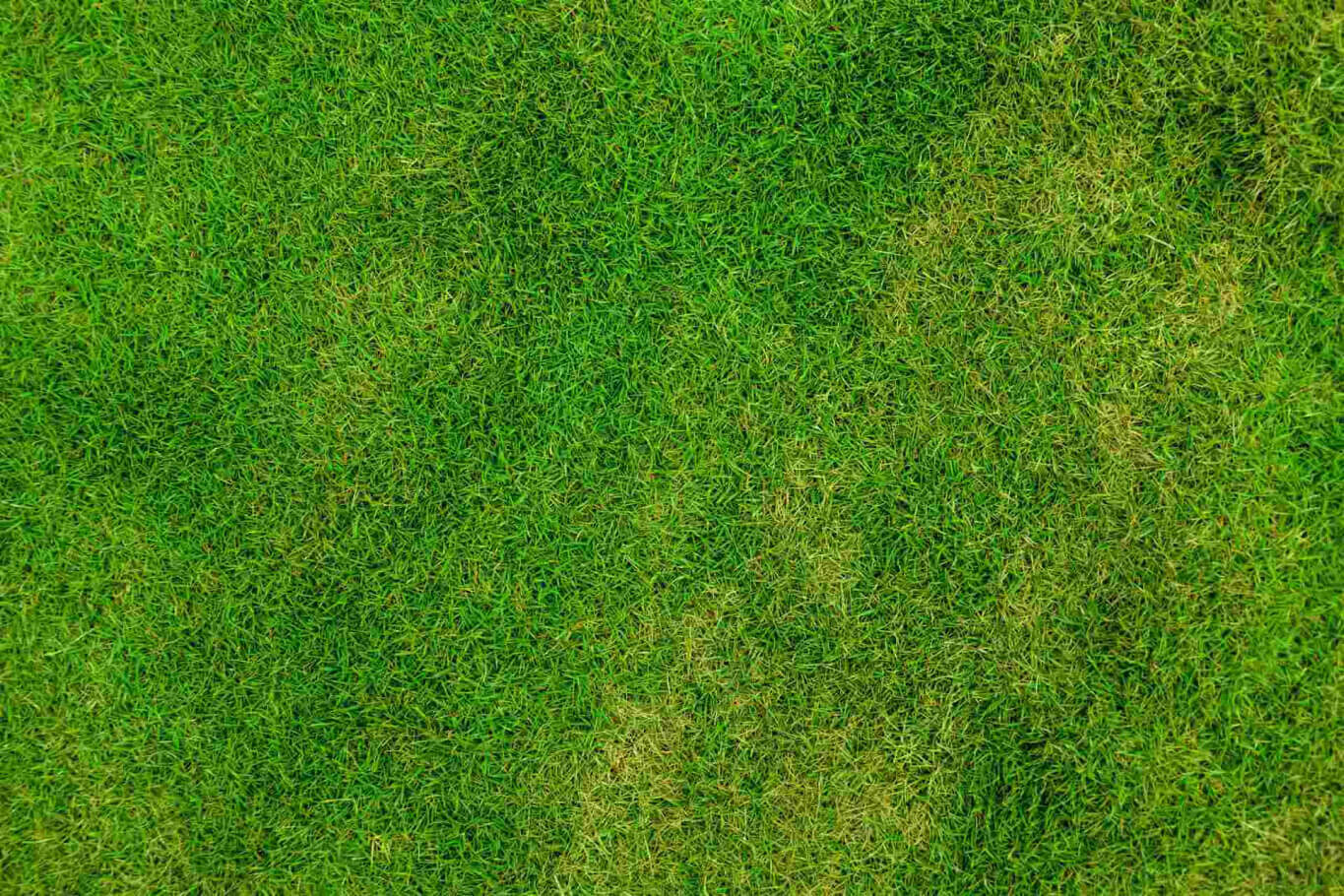 Grass texture